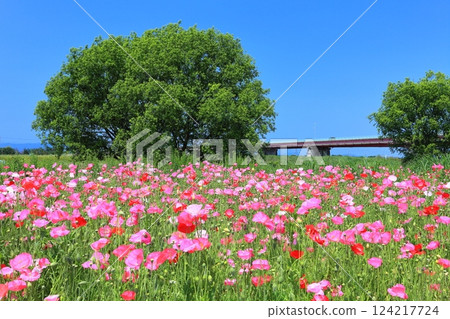 【埼玉縣】荒川（鴻巢）河畔的罌粟花田 124217724