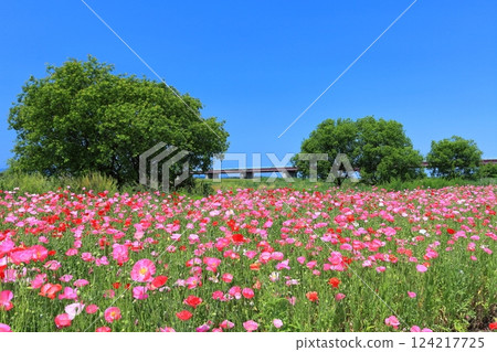 【埼玉縣】荒川（鴻巢）河畔的罌粟花田 124217725