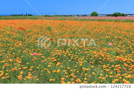 [Saitama Prefecture] Poppy fields on the banks of the Arakawa River (Konosu) 124217728