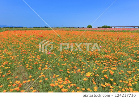 【埼玉縣】荒川（鴻巢）河畔的罌粟花田 124217730