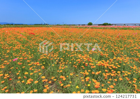 [Saitama Prefecture] Poppy fields on the banks of the Arakawa River (Konosu) 124217731