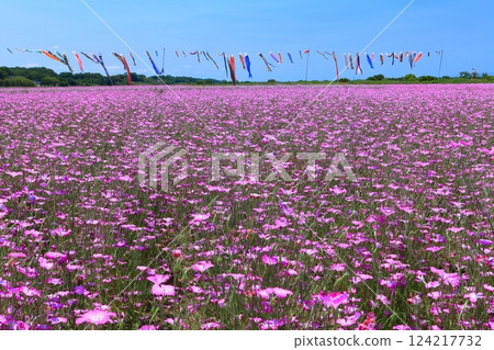 【埼玉縣】荒川河床的麥田與鯉魚旗 【埼玉縣】荒川河床的麥田與鯉魚旗 124217732