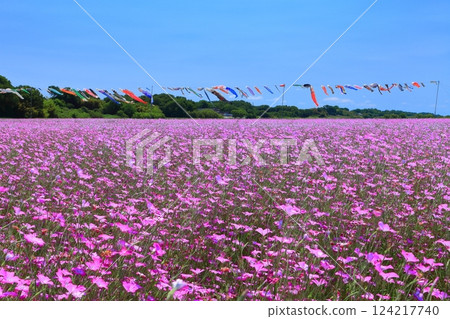 [Saitama Prefecture] Wheat fields and carp streamers on the Arakawa riverbed 124217740