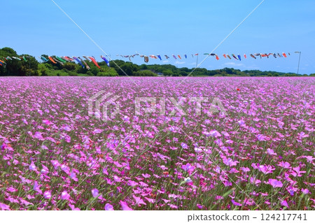 [Saitama Prefecture] Wheat fields and carp streamers on the Arakawa riverbed 124217741