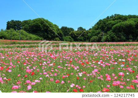 【埼玉縣】荒川（鴻巢）河畔的罌粟花田 124217745