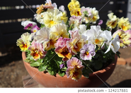 Potted frilly pansy grown from seed 124217881
