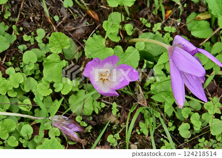 犬藏紅花 犬藏紅花 124218514