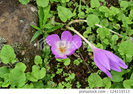 犬藏紅花 124218515