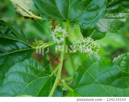 Mulberry blossom flower that will become berry on tree plant with natural green background 124219143