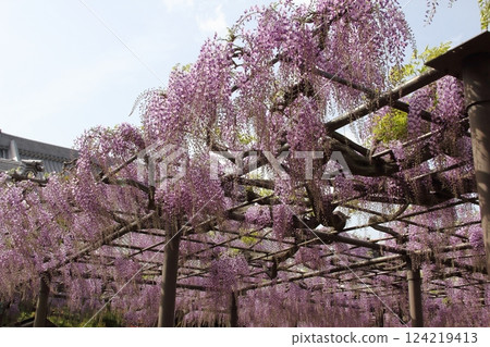 竹鼻別院的紫藤(岐阜縣端島市竹鼻區) 竹鼻別院的紫藤(岐阜縣端島市竹鼻區) 124219413