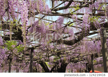 Wisteria at Takehana Betsuin Temple (Takehana district, Hashima city, Gifu prefecture) Wisteria at Takehana Betsuin Temple (Takehana district, Hashima city, Gifu prefecture) 124219416