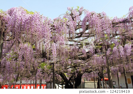 Wisteria at Takehana Betsuin Temple (Takehana district, Hashima city, Gifu prefecture) Wisteria at Takehana Betsuin Temple (Takehana district, Hashima city, Gifu prefecture) 124219419