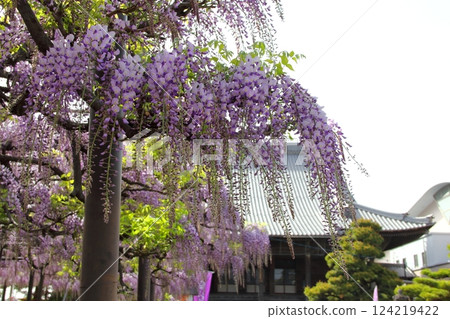 Wisteria at Takehana Betsuin Temple (Takehana district, Hashima city, Gifu prefecture) 124219422