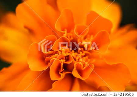 Close up beautiful Marigold flower. Cute orange flowers. High quality photo Close up beautiful Marigold flower. Cute orange flowers. High quality photo 124219506
