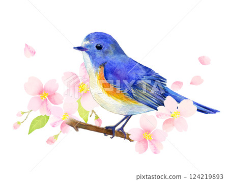 藍白相間的捕蠅鳥棲息在櫻花枝上水彩畫 124219893