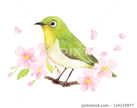 水彩插畫:一隻日本繡眼鳥棲息在櫻花枝上 水彩插畫:一隻日本繡眼鳥棲息在櫻花枝上 124219977