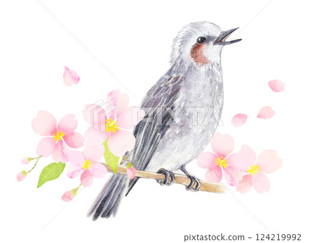 水彩插圖：一隻棕耳鵯棲息在盛開的櫻花樹枝上 124219992
