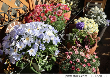 春花群栽&群盆 春花群栽&群盆 124220102