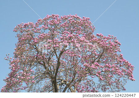 A full-bloomed Shimokuren (purple magnolia) shining against the blue sky 124220447
