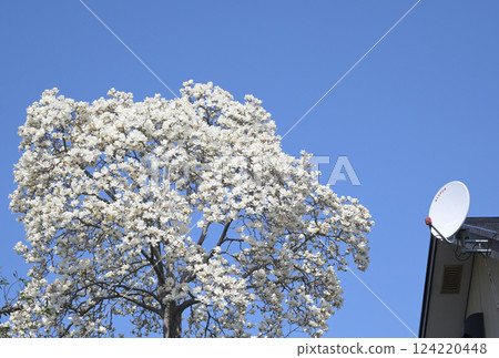 White magnolia in full bloom against the blue sky 124220448