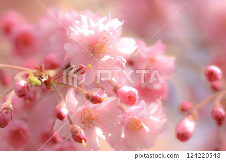 櫻花櫻桃樹 124220548