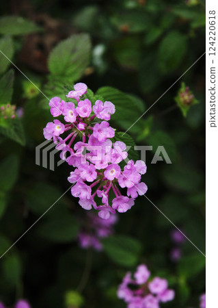 Kobanorantana Kobanorantana 124220618