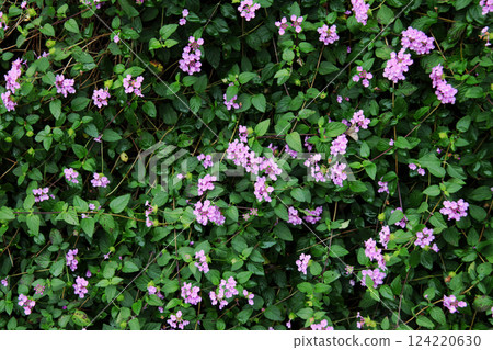 Kobanorantana Kobanorantana 124220630