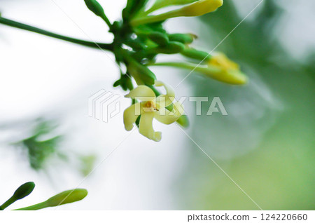 papaya , Carica papaya L or Papaya or Melan Tree or Paw Paw or CARICACEAE or papaya flower papaya , Carica papaya L or Papaya or Melan Tree or Paw Paw or CARICACEAE or papaya flower 124220660