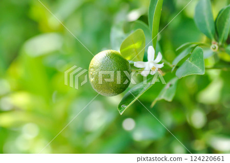 Citrus japonica Thunb or Kumquat , Kumquat plant or Cumquats or Citrus Japonica Thunb or RUTACEAE or orange plant with seed Citrus japonica Thunb or Kumquat , Kumquat plant or Cumquats or Citrus Japonica Thunb or RUTACEAE or orange plant with seed 124220661