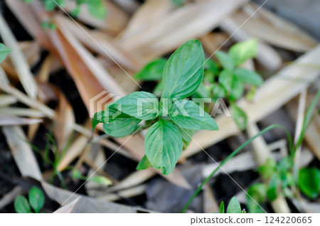 Ocimum basilicum Linn, Sweet Basil orThai Basil or LABIATAE or LAMIACEAE Ocimum basilicum Linn, Sweet Basil orThai Basil or LABIATAE or LAMIACEAE 124220665