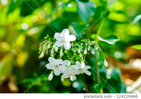 Water jasmine or Wrightia religiosa Benth or apocynaceae, Echites religiosus or Wrightia religiosa Water jasmine or Wrightia religiosa Benth or apocynaceae, Echites religiosus or Wrightia religiosa 124220666