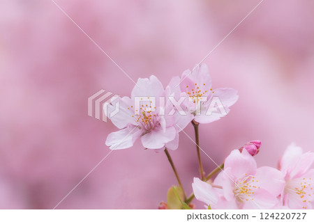 Kawazu cherry blossoms sparkle pink in the early spring sunlight Kawazu cherry blossoms sparkle pink in the early spring sunlight 124220727