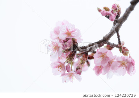 Kawazu cherry blossoms sparkle pink in the early spring sunlight Kawazu cherry blossoms sparkle pink in the early spring sunlight 124220729