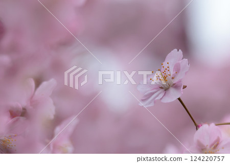 河津櫻花在早春的陽光下閃閃發光 124220757