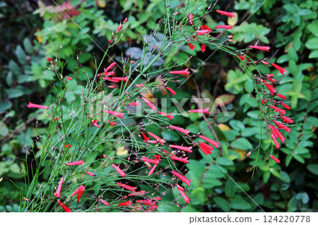 Hana herring Hana herring 124220778