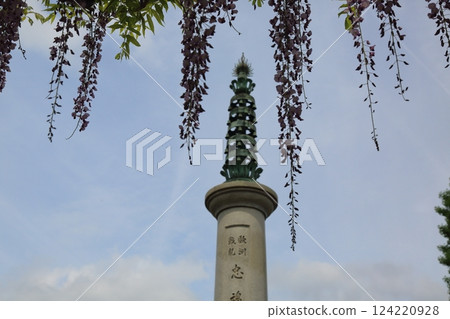 Wisteria at Mandala Temple (Konan City, Aichi Prefecture) ・48 Wisteria at Mandala Temple (Konan City, Aichi Prefecture) ・48 124220928