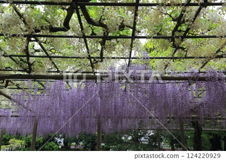 Wisteria at Mandala Temple (Konan City, Aichi Prefecture) ・33 Wisteria at Mandala Temple (Konan City, Aichi Prefecture) ・33 124220929