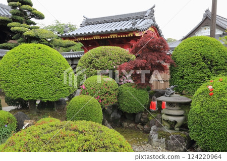 Wisteria at Mandala Temple (Konan City, Aichi Prefecture) ・53 124220964