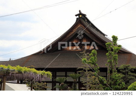 曼荼羅寺的紫藤(愛知縣江南市)6 曼荼羅寺的紫藤(愛知縣江南市)6 124220991