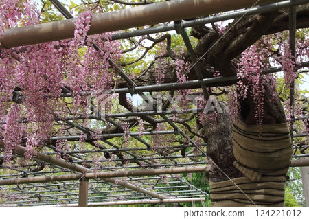 曼陀羅寺的紫藤（愛知縣江南市）・18 124221012
