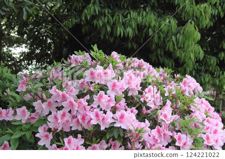 曼陀羅寺的紫藤（愛知縣江南市）・23 124221022