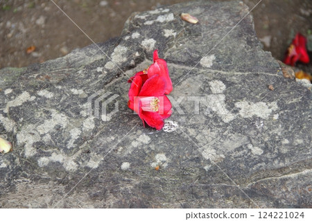 Wisteria at Mandala Temple (Konan City, Aichi Prefecture) ・24 Wisteria at Mandala Temple (Konan City, Aichi Prefecture) ・24 124221024