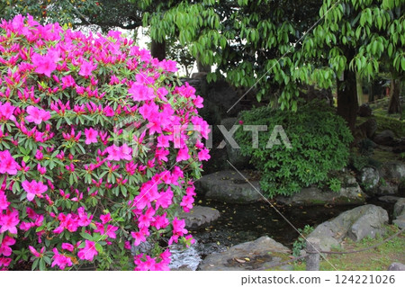 曼陀羅寺的紫藤(愛知縣湖南) ・25 曼陀羅寺的紫藤(愛知縣湖南) ・25 124221026