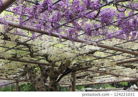 Wisteria at Mandala Temple (Konan City, Aichi Prefecture) ・28 Wisteria at Mandala Temple (Konan City, Aichi Prefecture) ・28 124221031