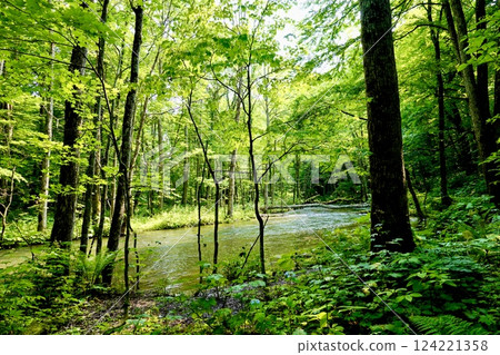 青森縣十和田市奧入瀨溪流的鮮綠和潺潺溪流 124221358