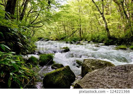 The vivid greenery and clear babbling of the Oirase mountain stream, Towada City, Aomori Prefecture The vivid greenery and clear babbling of the Oirase mountain stream, Towada City, Aomori Prefecture 124221366