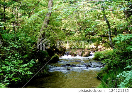 The vivid greenery and clear babbling of the Oirase mountain stream, Towada City, Aomori Prefecture The vivid greenery and clear babbling of the Oirase mountain stream, Towada City, Aomori Prefecture 124221385