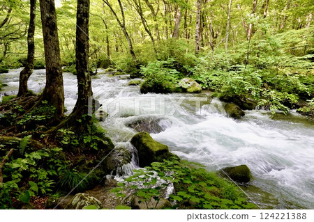 青森縣十和田市奧入瀨溪流的鮮綠和潺潺溪流 124221388
