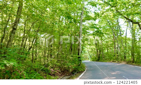 The refreshing green scenery of National Route 102 running along the Oirase Stream in Towada City, Aomori Prefecture 124221405