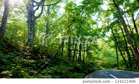 The refreshing green scenery of National Route 102 running along the Oirase Stream in Towada City, Aomori Prefecture 124221406